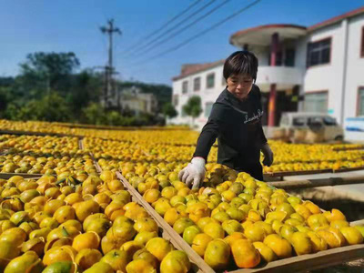 三鏈融合激活億元產(chǎn)業(yè)發(fā)展新動(dòng)能——以浦北縣初級(jí)農(nóng)產(chǎn)品為例