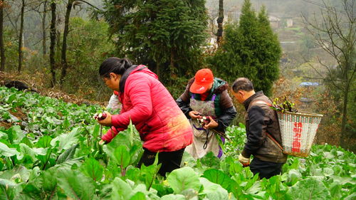 脫貧攻堅(jiān)出列紀(jì)實(shí) 太平鄉(xiāng)抬石村基礎(chǔ)完善添動(dòng)力 產(chǎn)業(yè)發(fā)展促脫貧