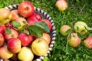 有機(jī)農(nóng)產(chǎn)品價(jià)格背后的秘密 從田間到餐桌的成本解讀