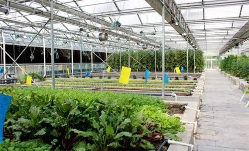 從田間到餐桌的增值之路 李季教授談初級農產品在一二三產融合中的核心角色